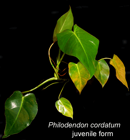 Philodendron cordatum juvenile, Photo Copyright 2008, Steve Lucas, www.ExoticRainforest.com