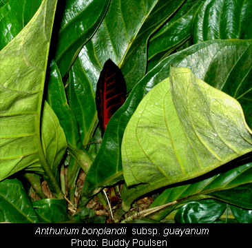 Anthurium bonplandii, Photo Copyright Buddy Poulsen, Naples, FL