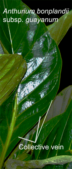 Anthurium bonplandii subsp. guayanum collective vein, Photo Copyright Buddy Poulsen