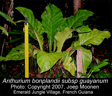 Anthurium bonplandii subsp. guayanum, Photo Copyright 2007, Joep Moonen, French Guiana