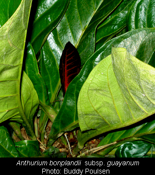 Anthurium bonplandii subsp. guayanum, Photo Copyright 2007, Buddy Poulsen, Naples, FL