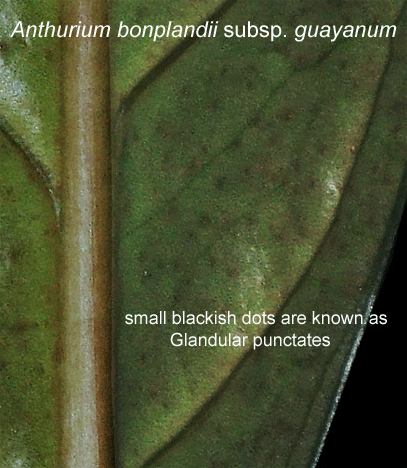Anthurium bonplandii subsp. guayanum glandular punctates, Photo Copyright 2008, Steve Lucas, www.ExoticRainforest.com