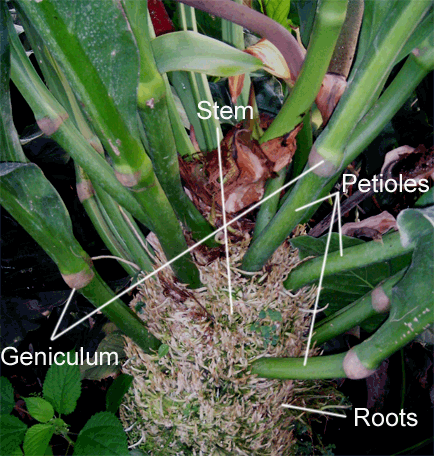 Anthurium cubense petiole, stem, geniculum, roots, Photo Copyright Bill and Denis Rotolante, Silver Krome Gardens, Miami