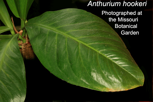 Anthurium hookeri leaf photographed at the Missouri Botanical Garden