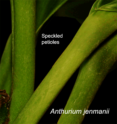 Anthurium jenmanii speckled petioles, Photo Copyright 2009 Steve Lucas, www.ExoticRainforest.com