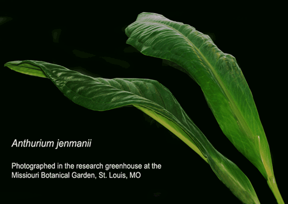 Anthurium jenmanii, Photographed at the Missouri Botanical Garden, St. Louis, MO., Photo Copyright 2009 Steve Lucas, www.ExoticRainforest.com