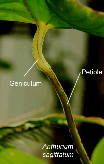 Anthurium sagittatum geniculum, Photo Copyright 2009, Steve Lucas, www.ExoticRainforest.com