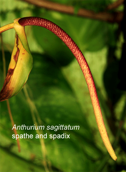 Anthurium sagittatum inflorescence, spathe, spadix, photo Copyright 2009, Steve Lucas, www.ExoticRainforest.com