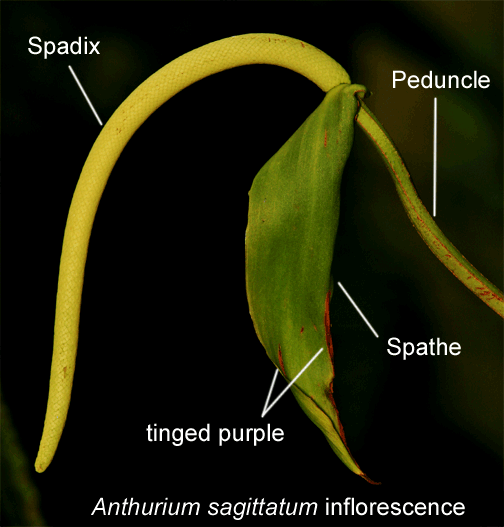 Anthurium sagittatum inflorescence, Photo Copyright 2009, Steve Lucas, www.ExoticRainforest.com