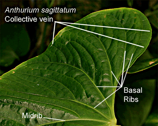 Anthurium sagittatum midrib and collective vein, Photo Copyright 2009, Steve Lucas, www.ExoticRainforest.com