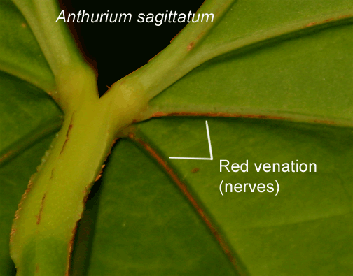 Anthurium sagittatum red venation (veins), Photo Copyright 2009, Steve Lucas, www.ExoticRainforest.com