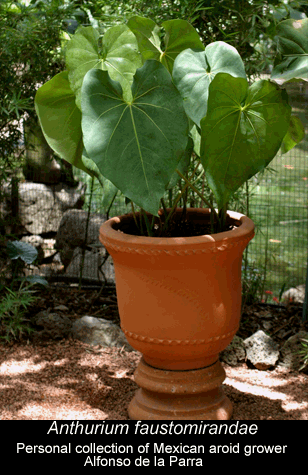 Anthurium faustomirandae, Photo Copyright 2008, Alfonso del la Parra