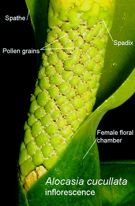 Alocasia cucullata  (Lour.) G. Don, Chinese Taro, inflorescence with pollen, Photo Copyright 2010 Steve Lucas, www.ExoticRainforest.com