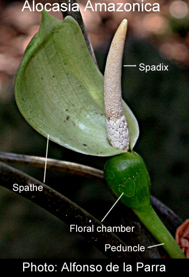 Alocasia Amazonica spathe and spadix, inflorescence, Photo Alfonso se la Parra