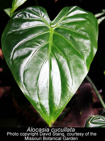 Alocasia cucullata, Photo Copyright David Stang, courtesy the Missouri Botanical Garden, www.ExoticRainforest.com