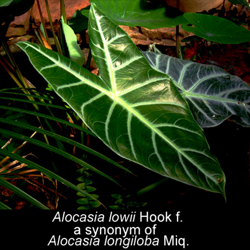 Alocasia lowii, a synonym of Alocasia longiloba, Photo Copyright 2007, Steve Lucas, www.ExoticRainforest.com