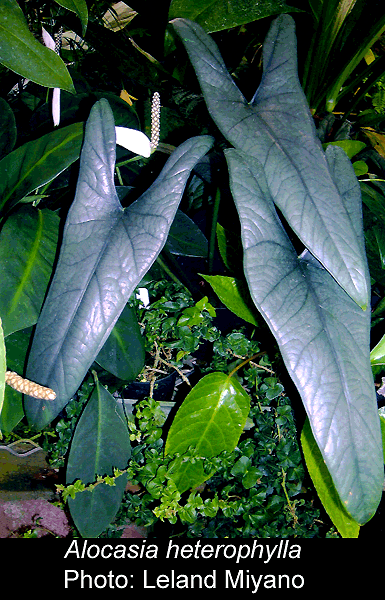 Alocasia heterophylla, Photo Copyright 2007, Leland Miyano