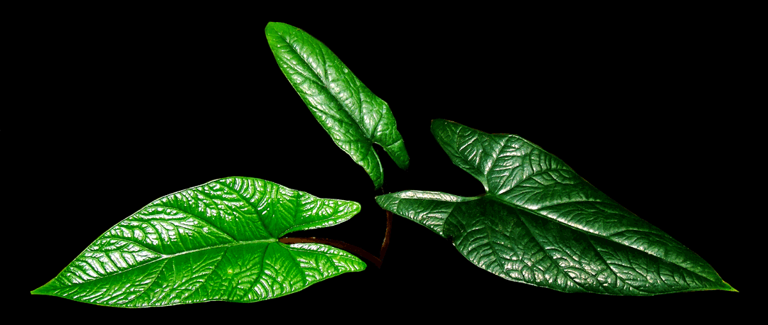 Alocasia scalprum, Samar Lance, Photo Copyright 2007, Steve Lucas, www.ExoticRainforest.com