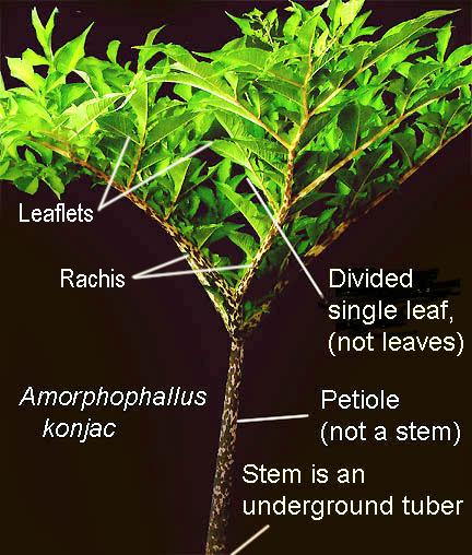 Amorphophallus konjac divided leaf, rachis, petiole, Photo Copyright 2008, Steve Lucas, www.ExoticRainforest.com