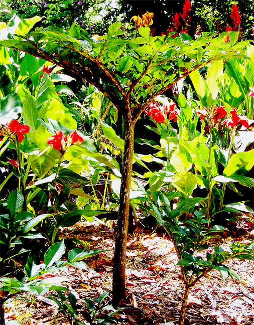 Amorphophallus konjac, Photo Copyright 2008 Steve Lucas, www.ExoticRainforest.com