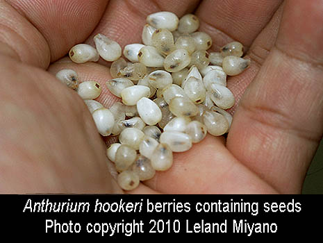 Anthurium hookeri berries containing seeds, white NOT red as commonly believed, Photo Copyright 2010 Leland Miyano