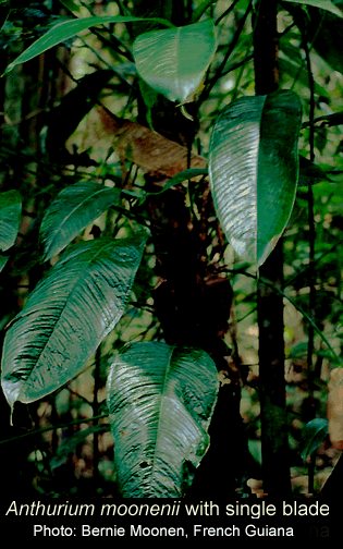 Anthurium moonenii, Photo Copyright 2008, Bernie Moonen, French Guiana