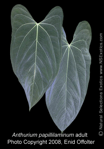 Anthurium papillilaminum Croat, Photo Copyright 2008, Enid Offolter, Natural Selections Exotics, Fort Lauderdale