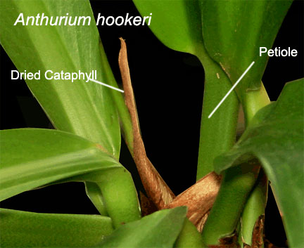 Anthurium hookeri dried cataphyll and petiole, Photo Copyright 2009, Steve Lucas, www.ExoticRainforest.com