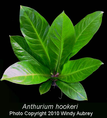 Anthurium hookeri, Photo Copyright 2010 Windy Aubrey