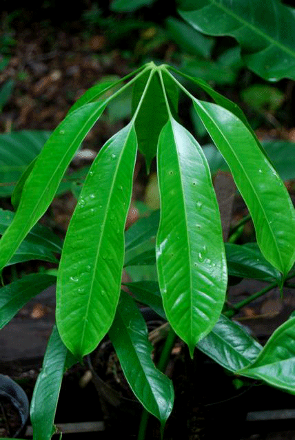 Anthurium eminens Schott, Photo Copyright 2008 Joep Moonen, French Guiana