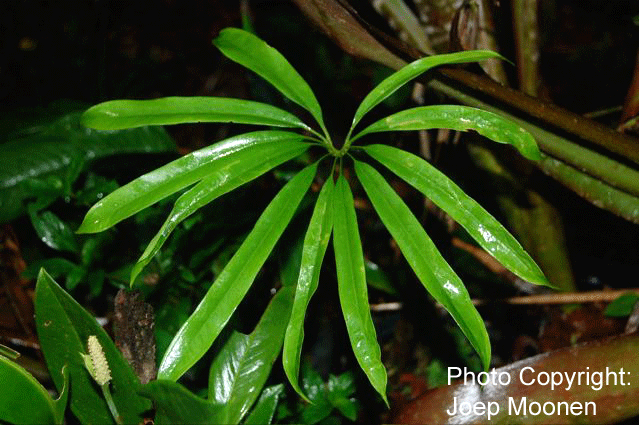 Anthurium eminens Schott, Photo Copyright 2008 Joep Moonen, French Guiana