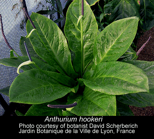 Anthurium hookeri, photo courtesy of botanist David Scherberich, Photo Copyright 2008, David Scherberich, France