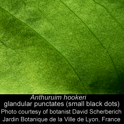 Anthurium hookeri glandular punctates, Photo Copyright 2008, David Scherberich