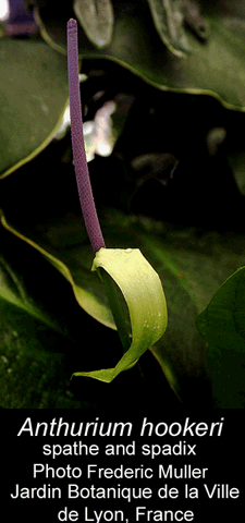 Anthurium hookeri inflorescence, spathe, spadix, Photo Copyright 2008, David Scherberich
