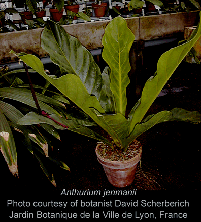 Anthurium jenmanii, photo courtesy botanist David Scherberich