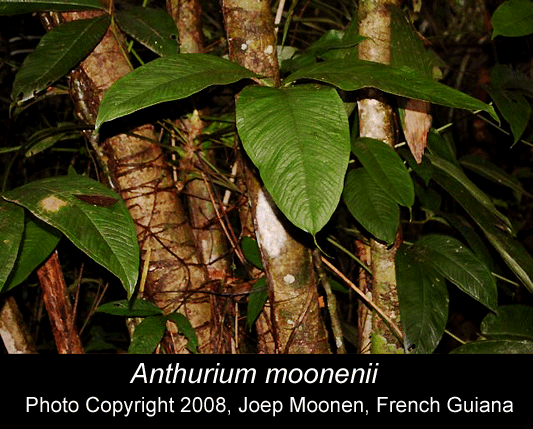 Anthurium moonenii Croat & Conalves, Photo Copyright 2008, Joep Moonen, Freench Guiana