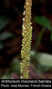 Anthurium moonenii Croat & Conalves, Photo Copyright 2008, Joep Moonen, French Guiana