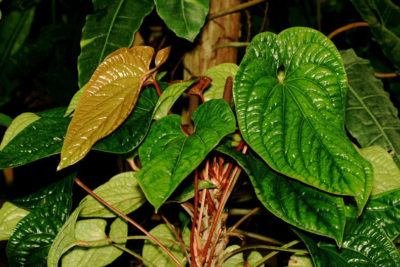 Anthurium radicans x dressleri, Plant on display at the 2009 International Aroid Society Show and Sale in Miami, FL, Photo Copyright 2009, Steve Lucas, www.ExoticRainforest.com