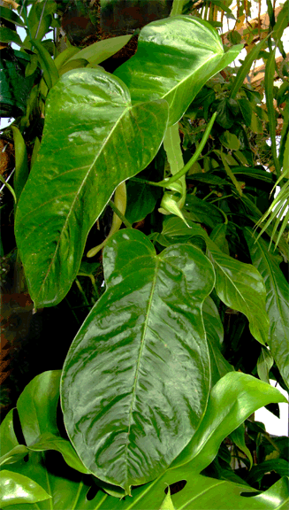 Anthurium truncicola var. bomboizanum, Photo Copyright 2007, Steve Lucas, www.ExoticRainforest.com