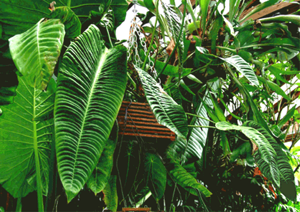 Anthurium veitchii, Photo Copyright 2007, Steve Lucas, www.ExoticRainforest.com
