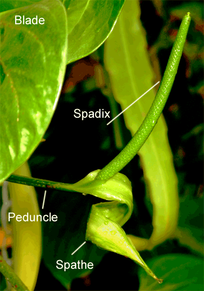 Anthurium truncicola var. bomboizanum, Photo Copyright 2007, Steve Lucas, www.ExoticRainforest.com