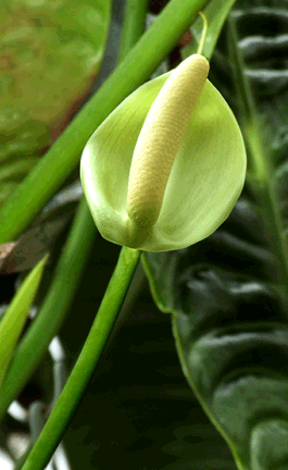 Anthurium veitchii spathe, Copyright 2008, Steve Lucas, www.ExoticRainforest.com