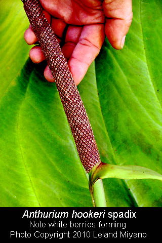 Anthurium hookeri spadix with white berries developing, Photo Copyright 2010 Leland Miyano