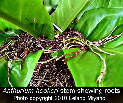 Anthurium hookeri stem (base of plant), Photo Copyright 2010 Leland Miyano