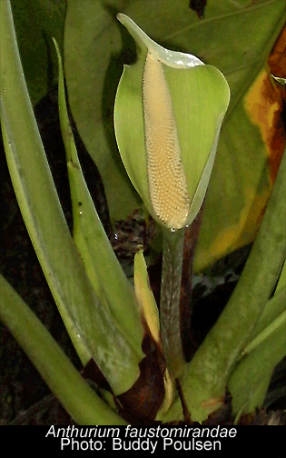 Anthurium faustomirandae spathe and spadix, Photo Copyright 2008, Buddy Poulsen