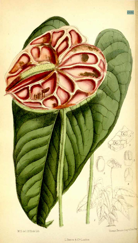 Anthurium andreanum from Curtis's Botanical Magazine, 1882