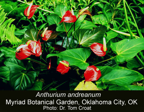 Anthurium andreanum, Myriad Center Botanical Garden, Photo Dr. Tom Croat