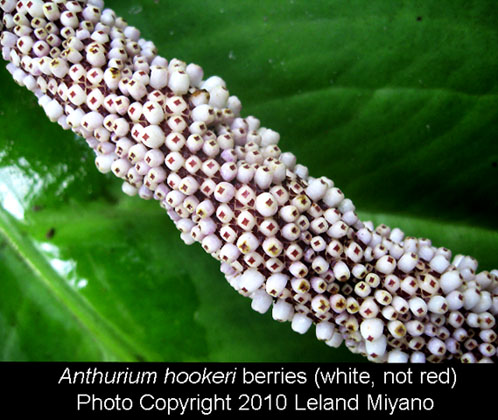 Anthurium hookeri berries (white, not red as commonly believed), Photo Copyright 2010 Leland Miyano