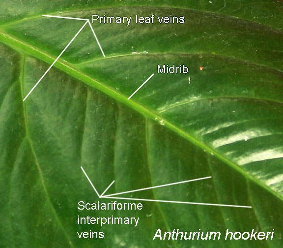 Anthurium hookeri scalariforme interprimary leaf veins, Photo Copyright 2009, Steve Lucas, photographed at the Missouri Botanical Garden