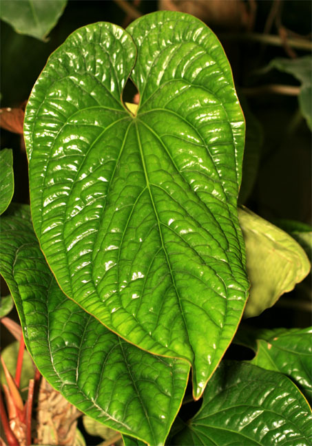 Anthurium luxurians photographed at the International Aroid Society Show, Photo Ciopytrihgt 2009, Steve Lucas, www.ExoticRainforest.com